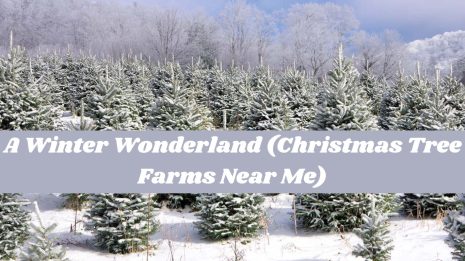 Finding Christmas tree Farms Near Me A Festive Adventure 2
