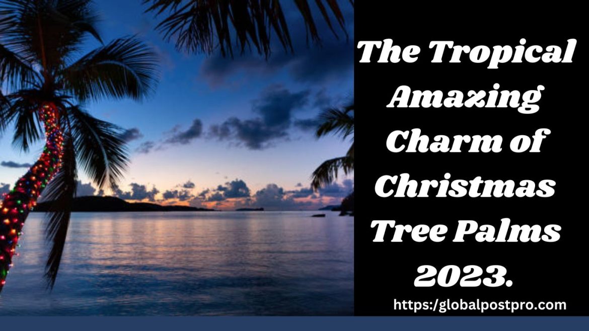 The Tropical Amazing Charm of Christmas Tree Palms 2023.