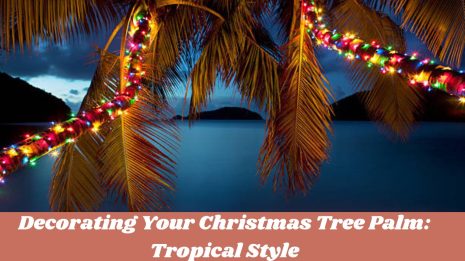 The Tropical Amazing Charm of Christmas Tree Palms 2023. 1