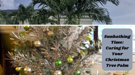 The Tropical Amazing Charm of Christmas Tree Palms 2023. 2